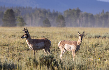 Naklejka na ściany i meble Pronghorn Antelope in Summer in Wyoming