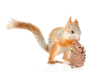 Young red squirrel eats a cedar cone. Isolated on white background