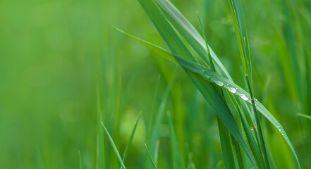 Green grass background with dew drops on leaves in summertime and copy space for ecological concept.