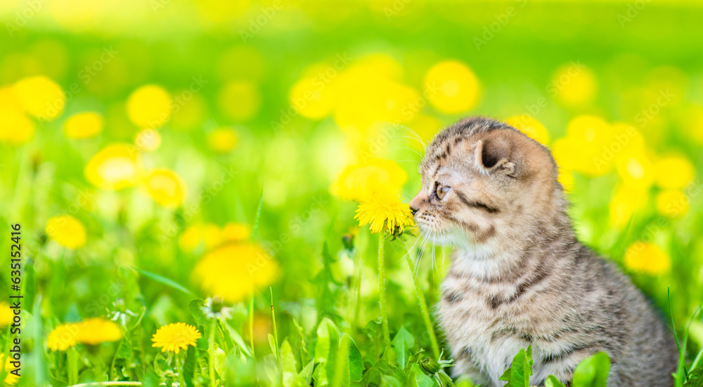 Poster cute tabby kitten sits on dandelion lawn in profile and looks away. empty space for text