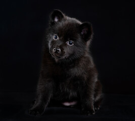 Schipperke puppy sits on black background