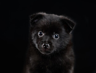 Portrait of schipperke puppy on black background