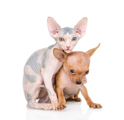Friendly Sphynx kitten hugs Toy terrier puppy.  isolated on white background