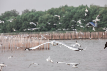 white seagulls that migrate seasonally.
