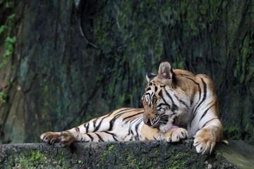 Close up Indochinese tiger is sleep and rest