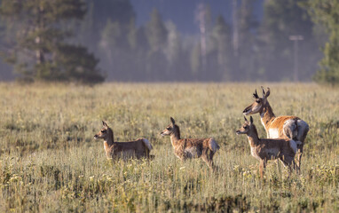 Pronghorn Antelope in Summer in Wyoming