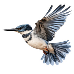 a belted kingfisher (Megaceryie alcyon) in flight, side view in a Nature-themed, photorealistic illustration in a PNG, cutout, and isolated. Generative AI
