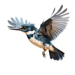 Fototapeta premium a belted kingfisher (Megaceryie alcyon) in flight, side view in a Nature-themed, photorealistic illustration in a PNG, cutout, and isolated. Generative AI