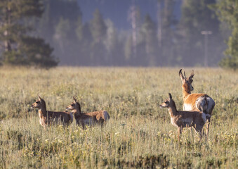 Pronghorn Antelope in Summer in Wyoming