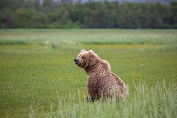 Female brown bear in meadow of Katmai