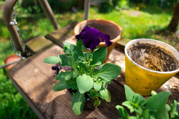 petunias in pots. planting petunias. spring works in garden: female woman planting petunia flower into balcony pot outdoors green grass warm sunny day outside.new plant growing petunia flowers outside