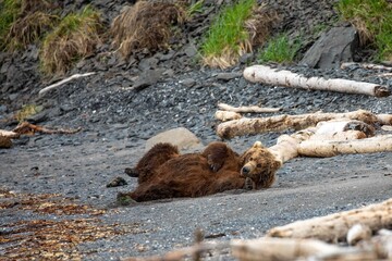 Female brown bear rolling on beach