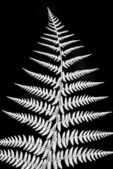 Bent frond of Lady fern (Athyrium filix-femina) isolted on black background. Leaf pattern with...