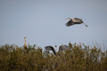 Three herons above the trees.