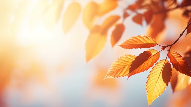 autumn leaves in the sunlight background and space