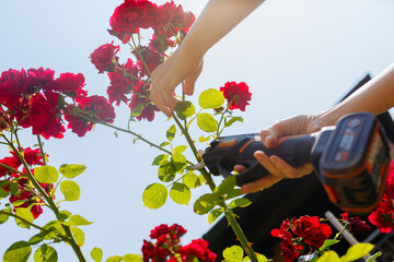 low angle view of woman hands cutting the red roses in the garden with shears
