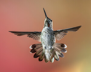 Immature Male Anna's Hummingbird in Flight with Flared Tail Feathers