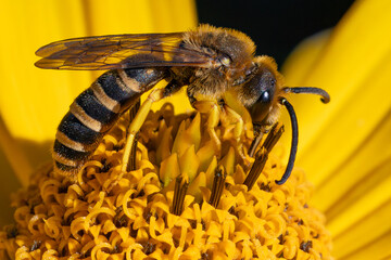Wildbiene des jahres 2018, die gelbbindige Furchenbiene.