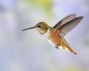 Fototapeta premium Immature Male Rufous Hummingbird in Flight
