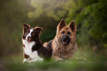 two friends dogs - border collie and German shepherd  - obrazy, fototapety, plakaty