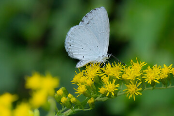 butterfly on a flower