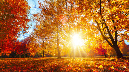 Fototapeta na wymiar Autumn landscape. Beautiful forest in the bright sunshine of the sun. Autumn scene with fallen leaves