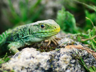 green lizard on a rock