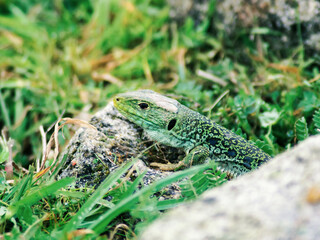 lizard on the grass