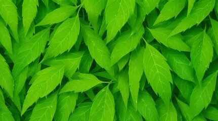 green neem leaves background. copy space - obrazy, fototapety, plakaty