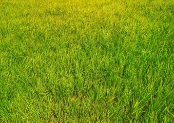 green rice background