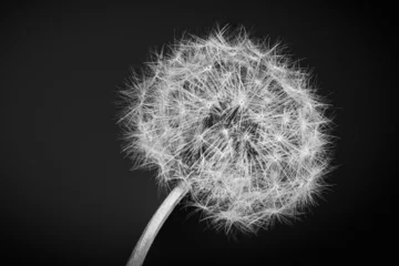 Fotobehang dandelion seeds on black © Stefano
