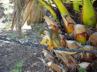Obraz premium Squirrel monkey