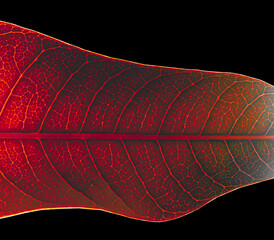Red leaf on black background.