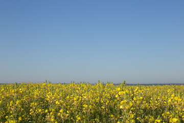 Beautiful yellow field under a bright blue sky