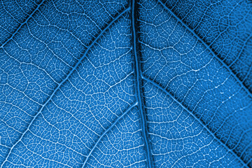 Close up of blue leaf texture. Abstract background and texture for design.