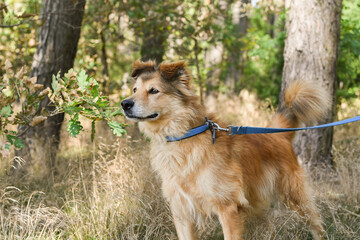 fluffy mixed brown dog on a walk in the forest