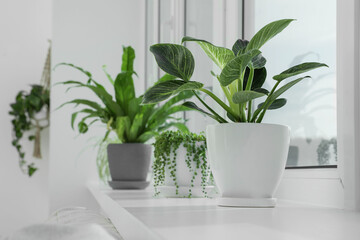 Many beautiful potted houseplants growing on windowsill indoors