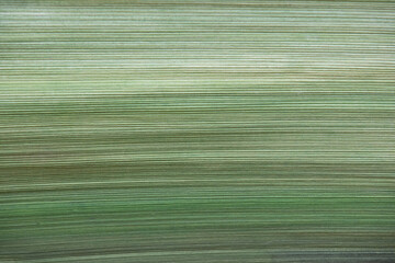 Green corrugated texture of palm bark.