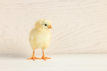 Cute chick on white wooden table, closeup with space for text. Baby animal