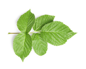Fresh green blackberry leaves isolated on white, top view