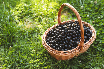 Fototapeta na wymiar Ripe blackcurrants in wicker basket on green grass. Space for text