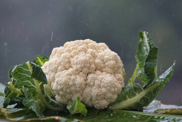 Fresh white raw cauliflower close up