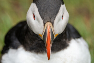 Epic head shot of a puffin, focus on the beak. Taken in Iceland