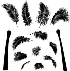 Shape of straight coconut palm tree elements. Vector illustration of palm tree trunk, foliage, branches, leaves. Image of tropical tree in vector. Illustrations of vector tree.