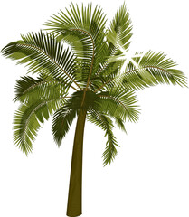 Palm with sun rays through foliage.
Vector illustration of palm tree with bright sun breaking through leaves. Image of tropical palm tree in vector. Illustration of vector tree.
