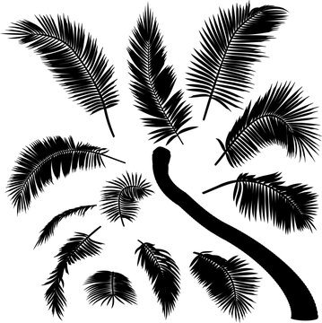 Shape of bent coconut palm tree elements.
Vector illustration of leaning palm tree. Image of tropical palm tree trunk, foliage, branches, leaves in vector. Illustrations of vector tree.
