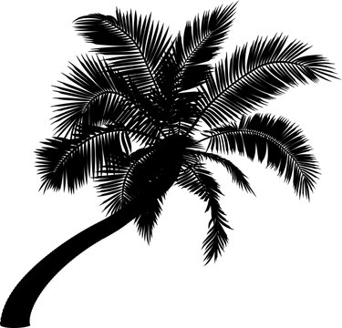Shape of bent coconut palm tree.
Vector illustration of leaning palm tree. Image of tropical palm tree trunk, foliage, branches, leaves in vector. Illustrations of vector tree.
