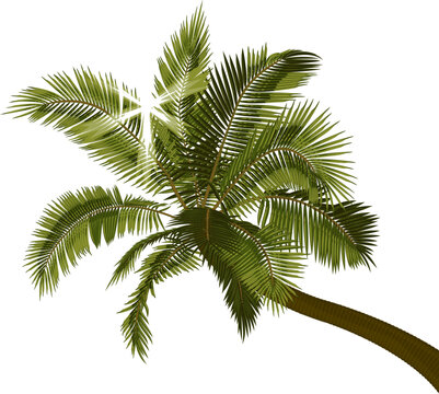 Bent coconut palm with sunbeams through foliage.
Vector illustration of leaning palm tree with bright sun breaking through leaves. Image of tropical palm tree trunk, foliage, branches, leaves