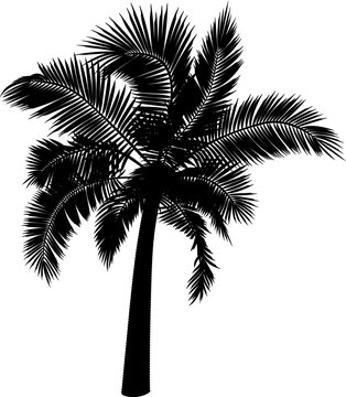 Shape of straight coconut palm tree. Vector illustration of palm tree trunk, foliage, branches, leaves. Image of tropical tree in vector. Illustrations of vector tree.