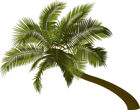 Bent coconut palm tree.
Vector illustration of leaning palm tree. Image of tropical palm tree trunk, foliage, branches, leaves in vector. Illustrations of vector tree.
